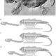Esquema de cómo retrae la cabeza la Platychelys oberndorferi. Imagen: P. Röschli.